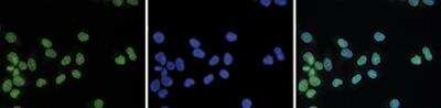 Immunocytochemistry/ Immunofluorescence: Histone H3 [Trimethyl Lys20] Antibody [NBP2-54620]